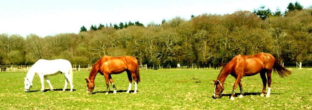 Old Dairy Farm Glamping Hotel Emsworth Bagian luar foto